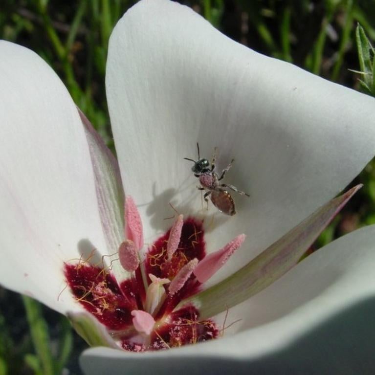 Santa Catalina mariposa lily