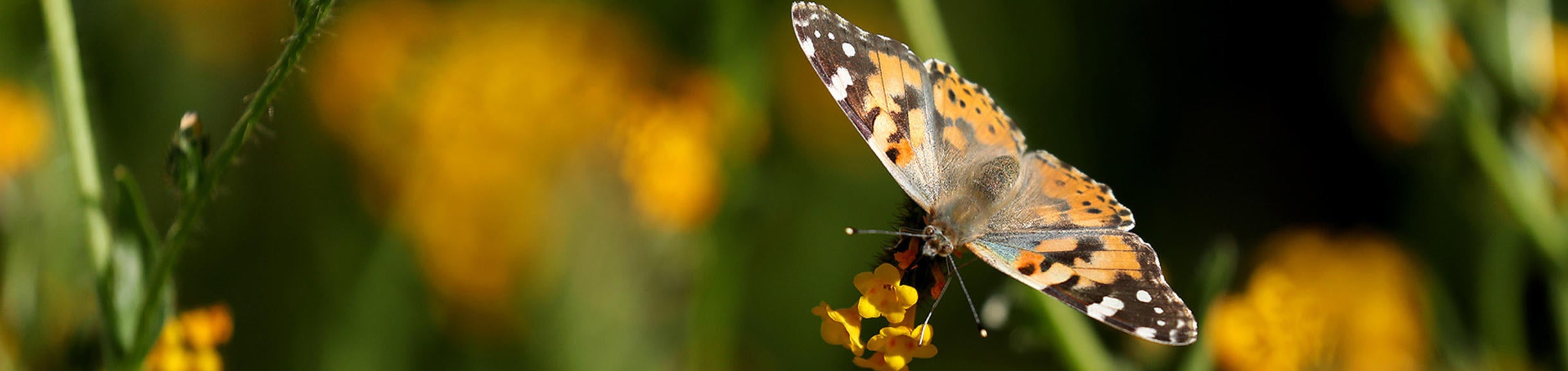 Motte Rimrock UCR Natural Reserve (c) UCR / Stan Lim