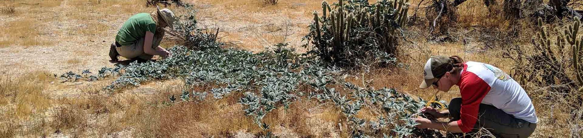 White fly field research (c) Ian Wright