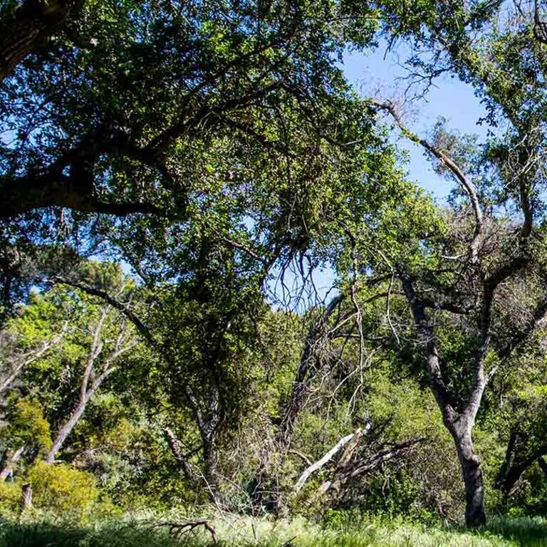 Emerson Oaks Reserve (c) Mark Chappell