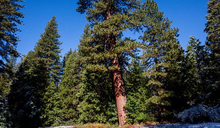 James San Jacinto Mountains UCR Natural Reserve (c) UCNRS