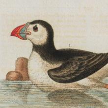 cabinet of curiousity logo