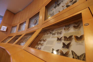 Wooden display case of preserved butterflies