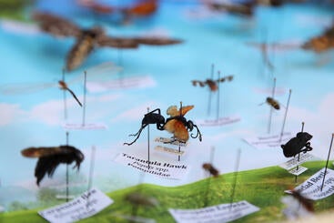 Preserved bugs pinned on a wall