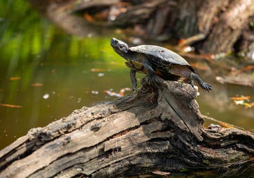 Turtle sunbathing on a wooden log in the Botanic Garden