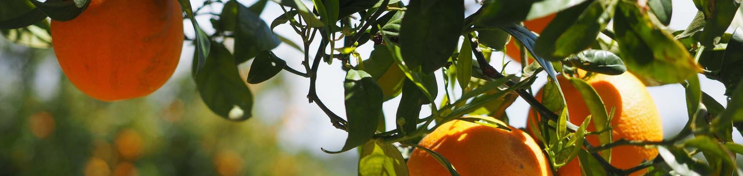 Orange tree