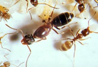 Argentine Ant