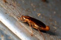 cockroach