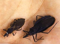 Kissing Bugs