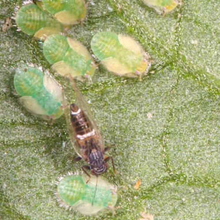 Adult potato-tomato psyllid