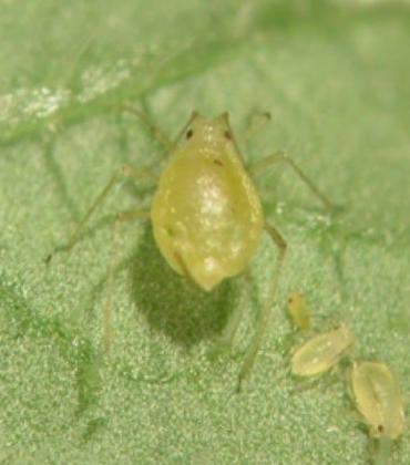 Female Green Peach Aphid clone