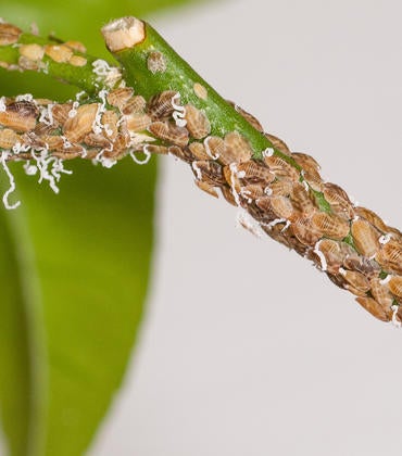Asian citrus psyllid nymphs on lemon (c) Mike Lewis