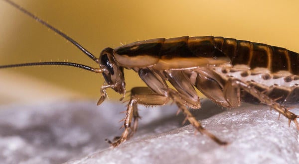 German cockroach
