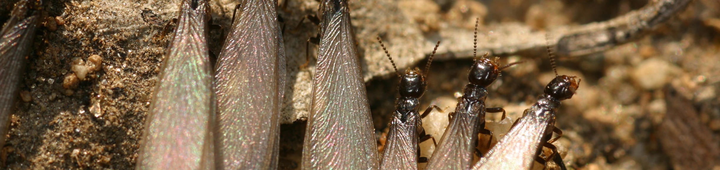 subterranean allates