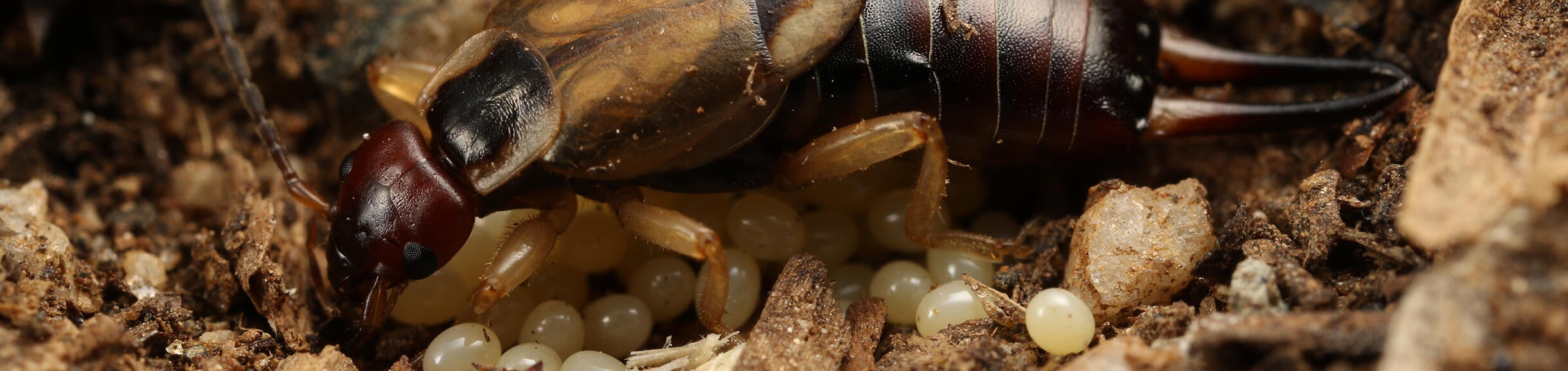 Earwig and eggs