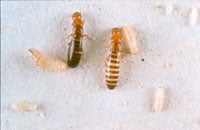 Termite
