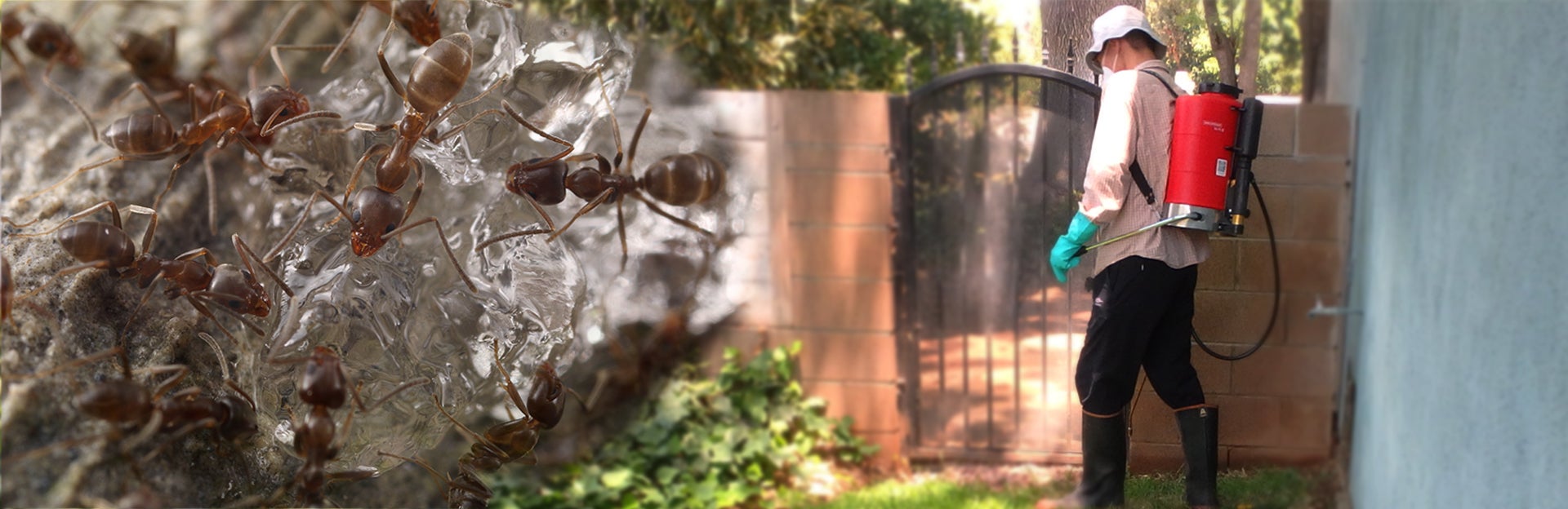 Low impact IPM photo