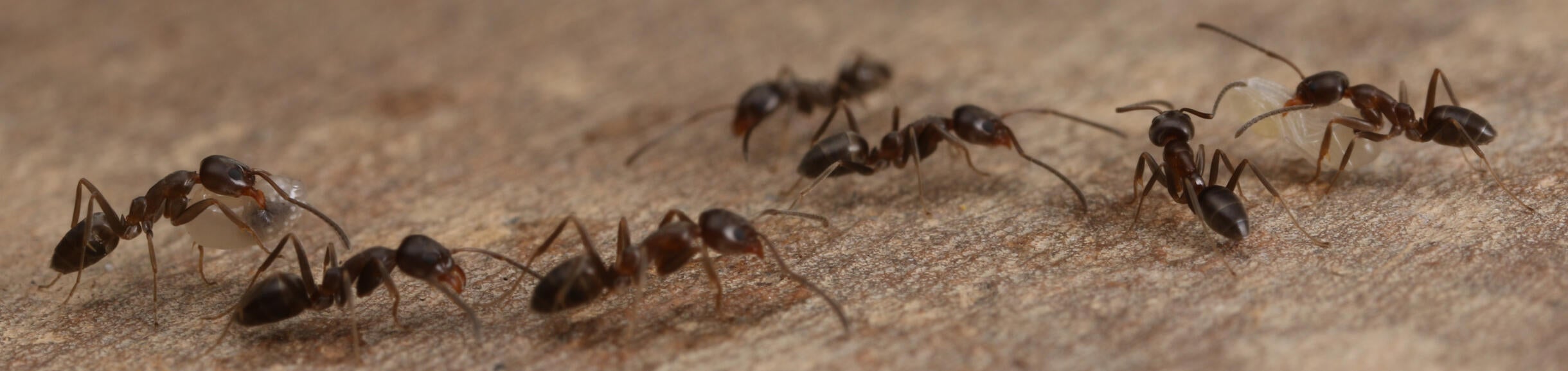 Argentine ant trail 1920 by 455