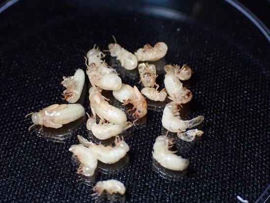 Drywood termites killed by CSIs