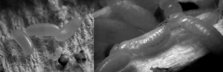 Secret lives of western drywood termite