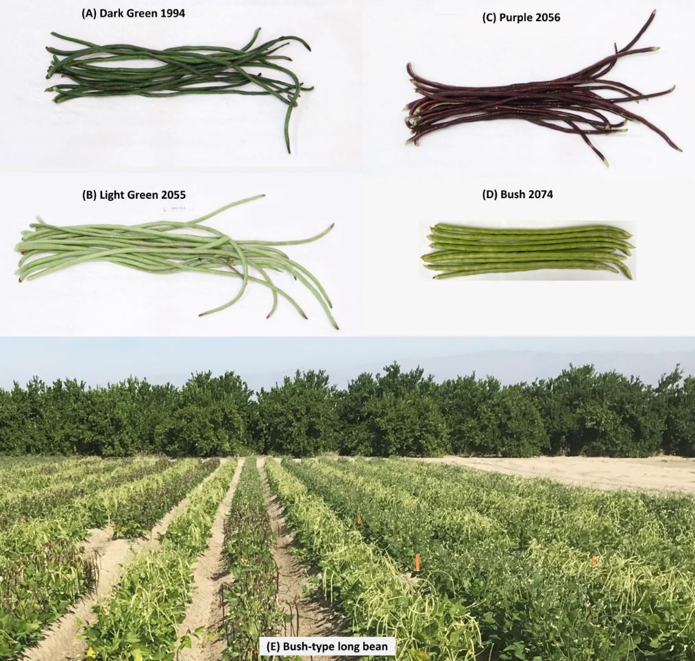 Pest-resistant long bean lines