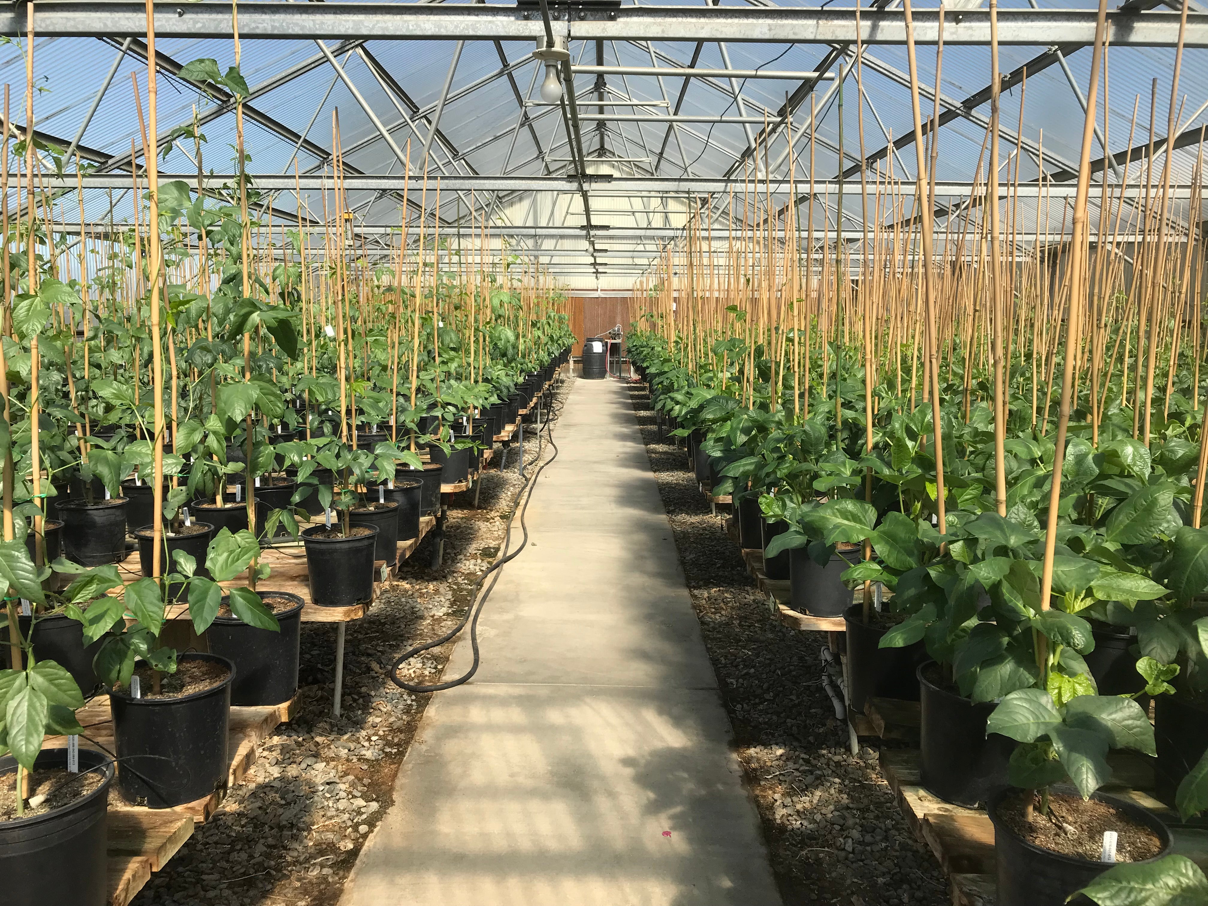 MABC long bean populations