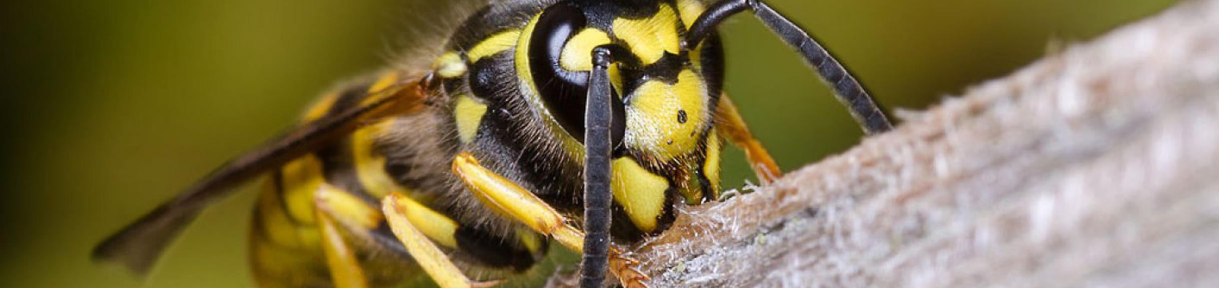 Vespula Germanica