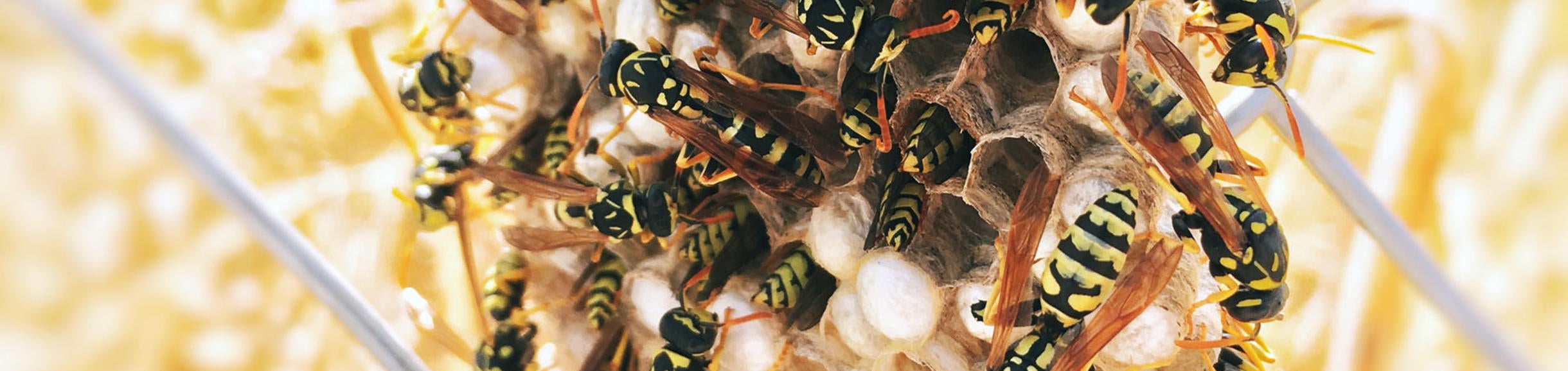 Yellowjackets, source: unsplash