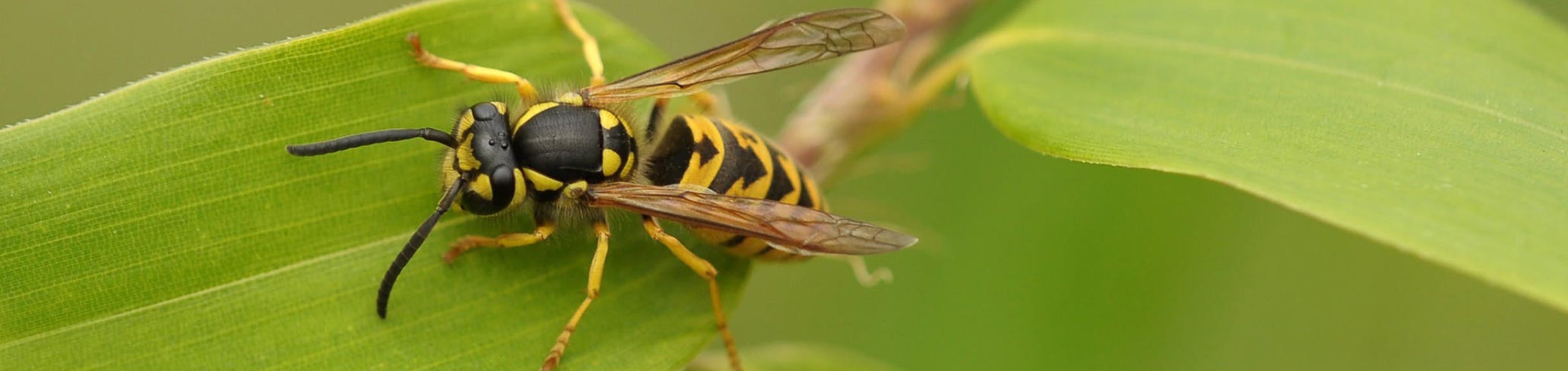 Wasp close-up