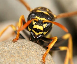 European Paper Wasp - Polistes dominula