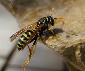 European Paper Wasp - Polistes dominula