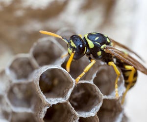 European Paper Wasp - Polistes dominula
