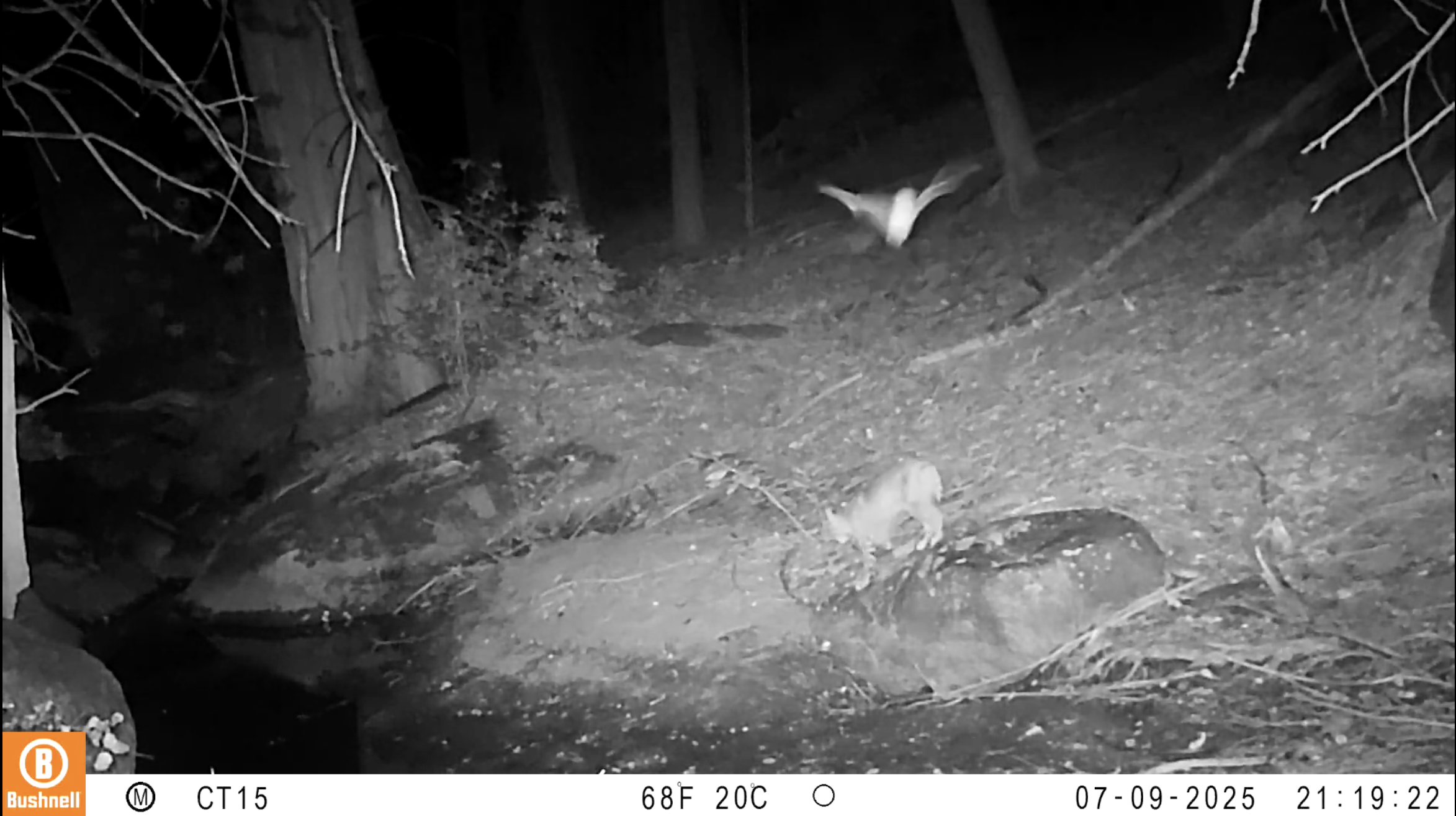 bobcat and a bat