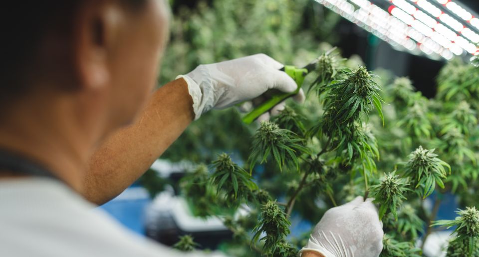 Cannabis farmer cutting mature marijuana plant at an indoor farm