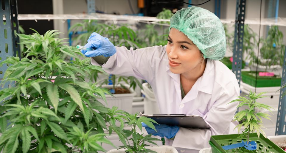 Inspector Asia woman scientists checking cannabis tree in indoor cannabis farm