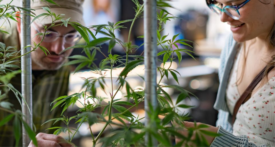 Two customers in a dispensary look at young marijuana plants
