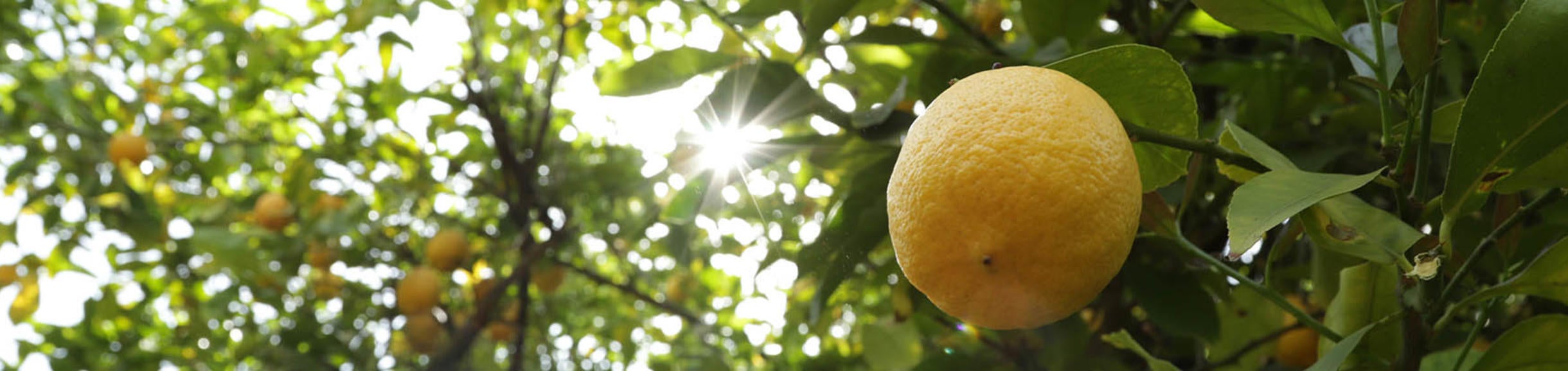 Citrus Header Image 5