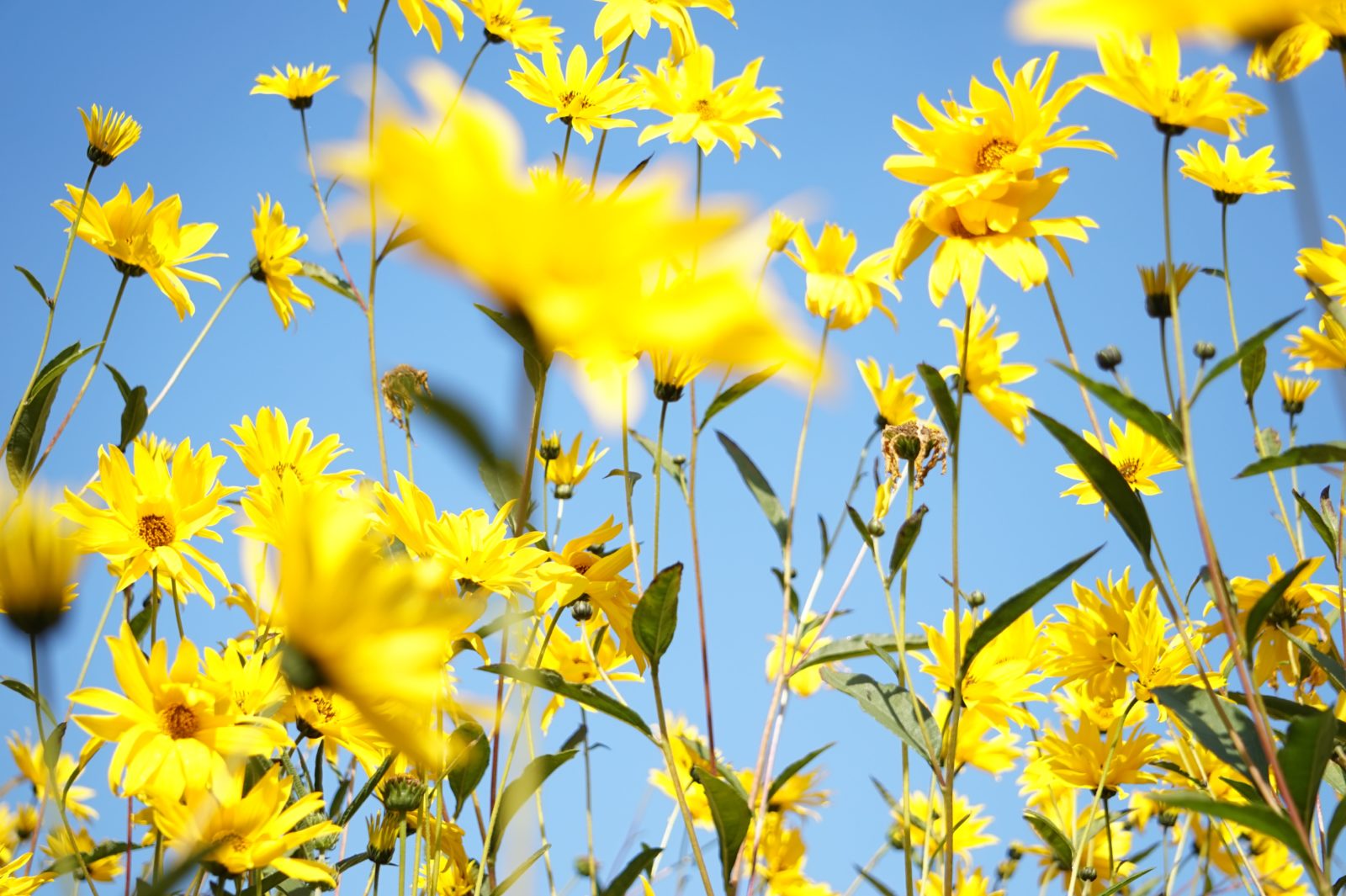 Spring Allergies featured image